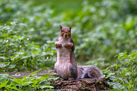 Close-up of an american squirrelの写真素材