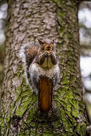 Close-up of an american squirrelの写真素材