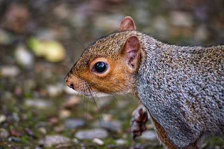 Close-up of an american squirrelの写真素材