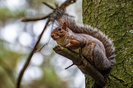 Close-up of an american squirrelの写真素材