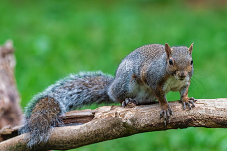 Close-up of an american squirrelの写真素材