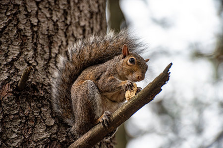 Close-up of an american squirrelの写真素材