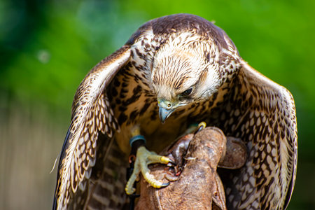 Close-up of the head of an hawkの写真素材