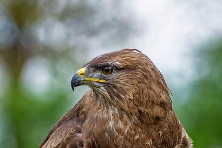 Close-up of the head of an hawkの写真素材