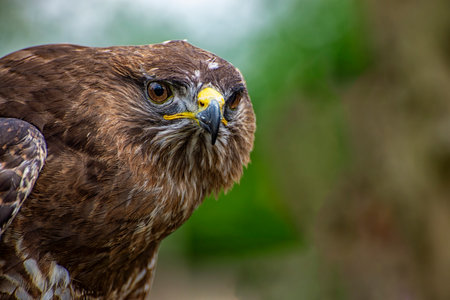 Close-up of the head of an hawkの写真素材