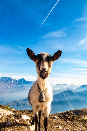 Close-up of a goat on Lake Comoの写真素材