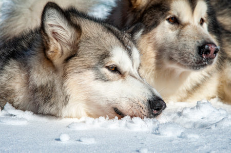Alaskan malamute close-up of the headの写真素材