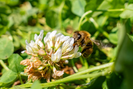 Bee flying on a flowerの写真素材