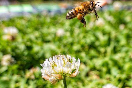 Bee flying on a flowerの写真素材