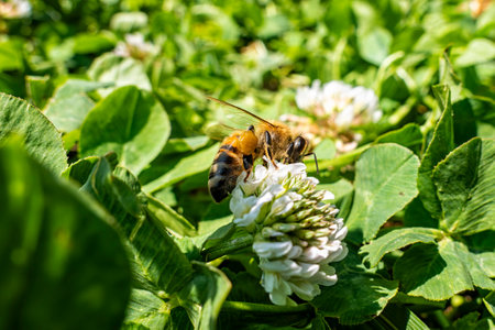 Bee flying on a flowerの写真素材