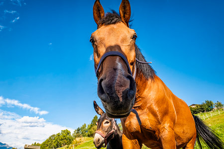 Horse face close-up with a donkey in the backgroundの写真素材