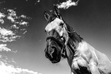Close-up of an horse head in black and whiteの写真素材