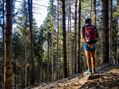 Trekking scene in a woodlandの写真素材