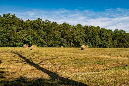 Bales on an agricultural fieldの写真素材
