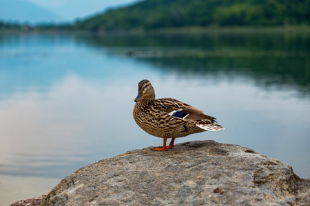 Close-up of a mallard on a rockの写真素材