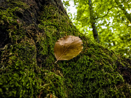 Undergrowth landscape in a forest of the Italian Alpsの写真素材