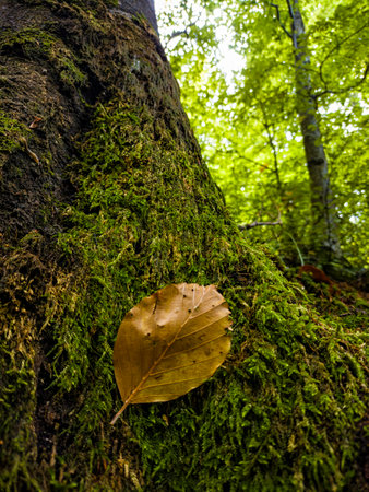 Undergrowth landscape in a forest of the Italian Alpsの写真素材