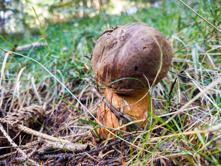 Close-up of a porcine mushroomの写真素材