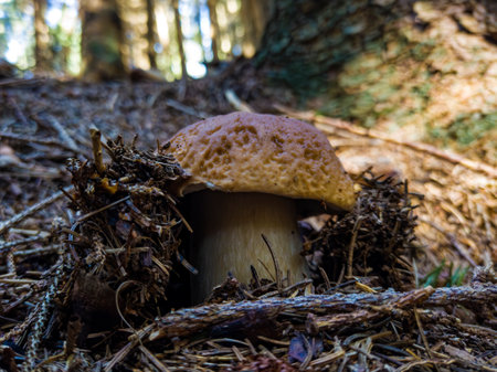 Close-up of a porcine mushroomの写真素材