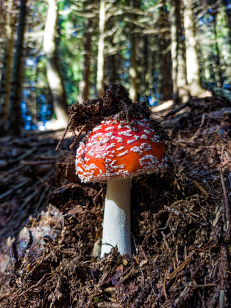 Close-up of a fly agaric in a forestの写真素材