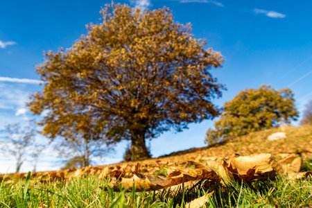 Leaves on the ground with a chestnut tree in the background in autumnの写真素材