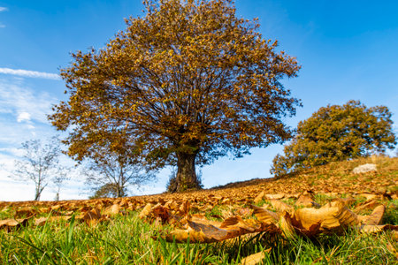 Leaves on the ground with a chestnut tree in the background in autumnの写真素材