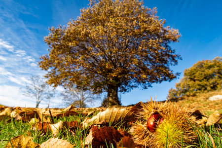 Chestnut close up with a chestnut tree in the background in autumnの写真素材