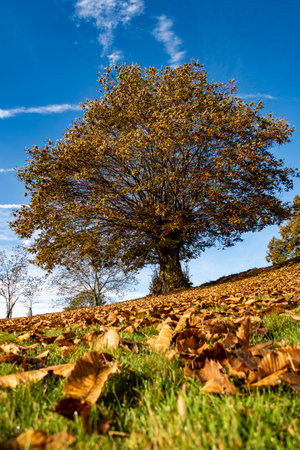 Leaves on the ground with a chestnut tree in the background in autumnの写真素材