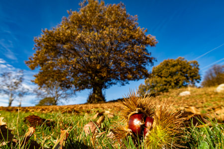 Chestnut close up with a chestnut tree in the background in autumnの写真素材