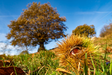 Chestnut close up with a chestnut tree in the background in autumnの写真素材