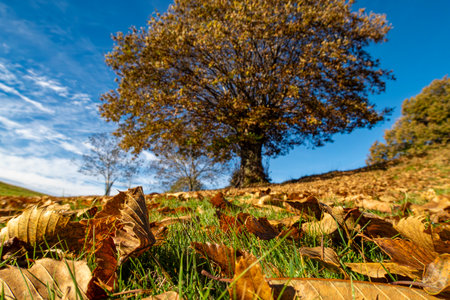 Leaves on the ground with a chestnut tree in the background in autumnの写真素材