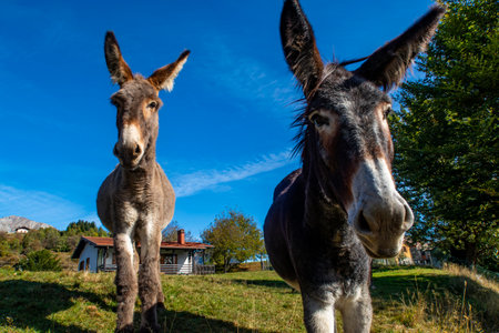 Close-up of two donkeys in the Italian alpsの写真素材