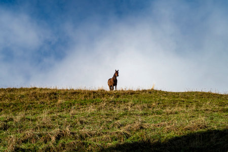 Horses on a hill in the Italian Alpsの写真素材