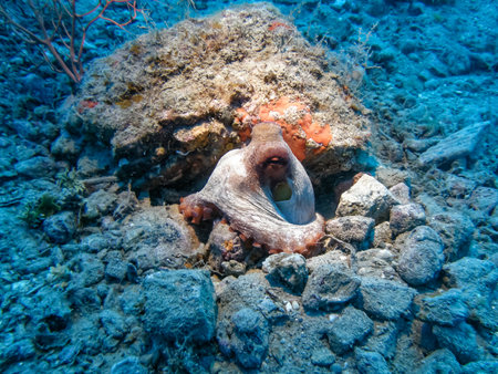 Close-up of an octopus in the Ligurian seaの写真素材