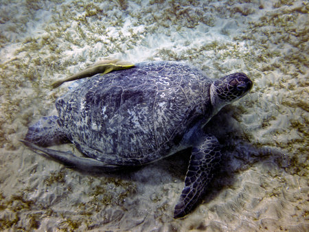 Turtle underwater in the red sea