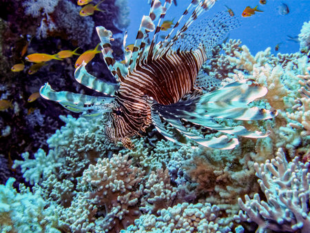 Lionfish close-up in the red seaの写真素材