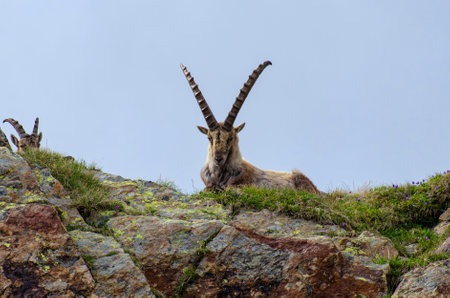 Close-up of an ibex on a rock in the alps