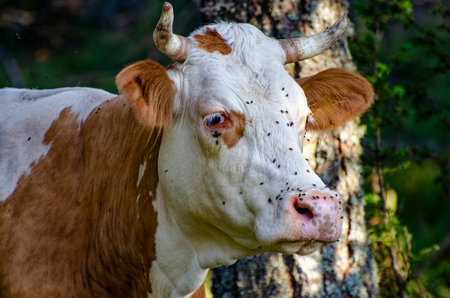 Close-up of a cow headの写真素材