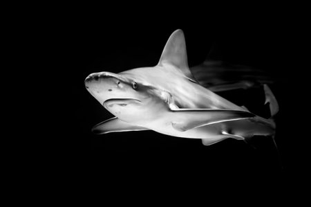 Shark in black and whiteの写真素材
