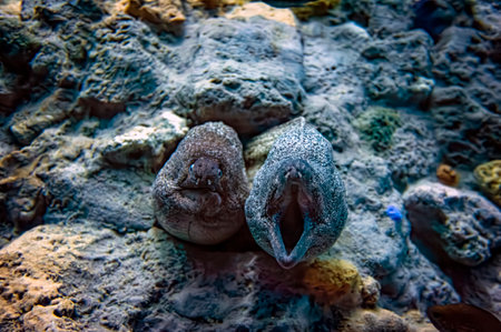 Moray eel in an aquariumの写真素材