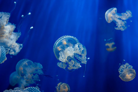 Close-up of a jellyfish in an aquariumの写真素材