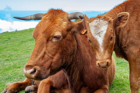 Close-up of a cow headの写真素材