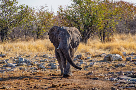 Elephant in the Etosha National Parkの写真素材