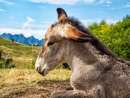 Donkey head profile on a countrysideの写真素材