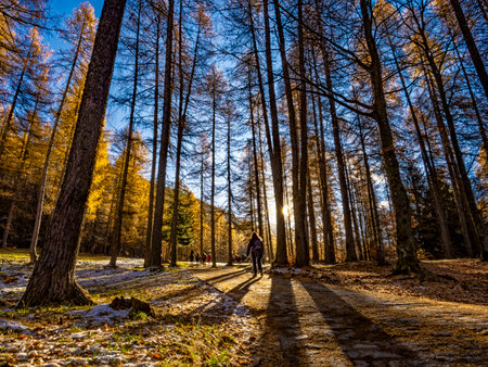 Trekking scene in a forest at morningの写真素材