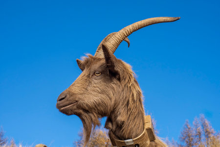 Close-up of a goat in the Italian alpsの写真素材