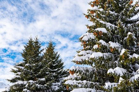 Accumulation of snow on a pine tree branchの写真素材