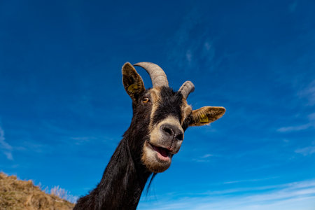 Close-up of a Goat in the alpsの写真素材
