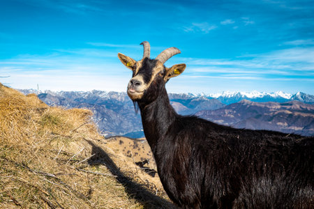 Close-up of a Goat in the alpsの写真素材