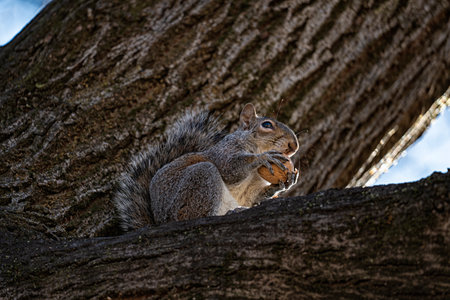 Close-up of an American squirrelの写真素材